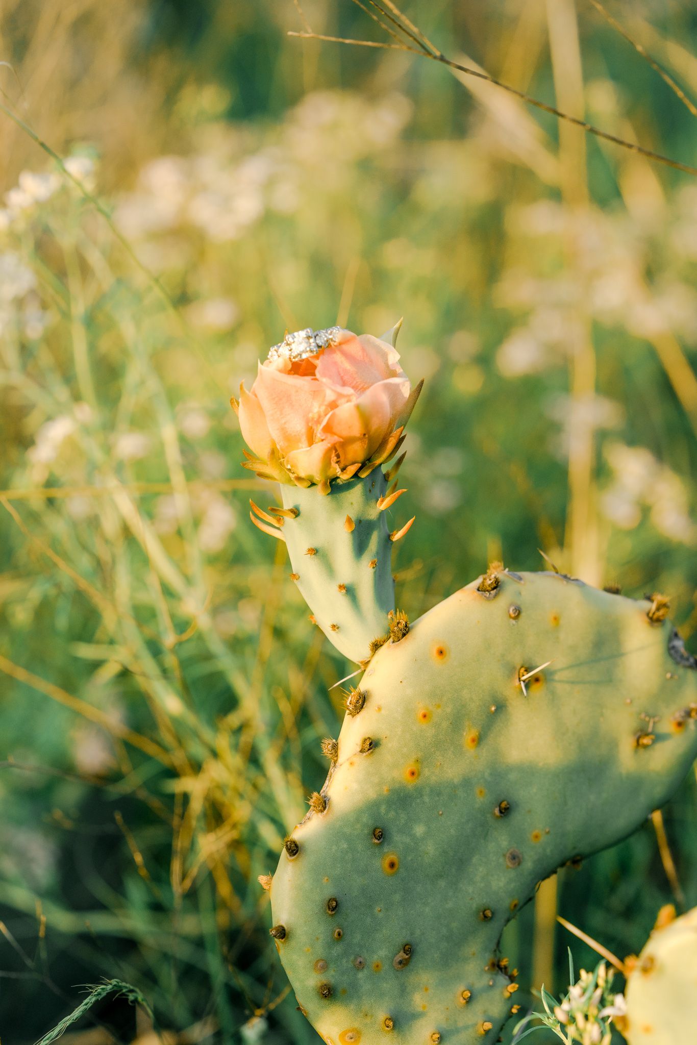 A blooming peach-colored cactus flower on a prickly pear pad in warm sunlight.