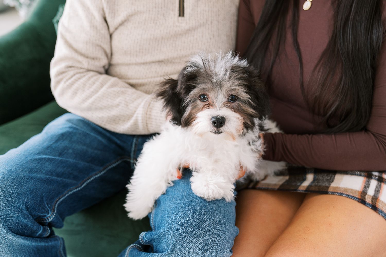 Small black and white mixed breed puppy resting comfortably on someone's lap on a couch.