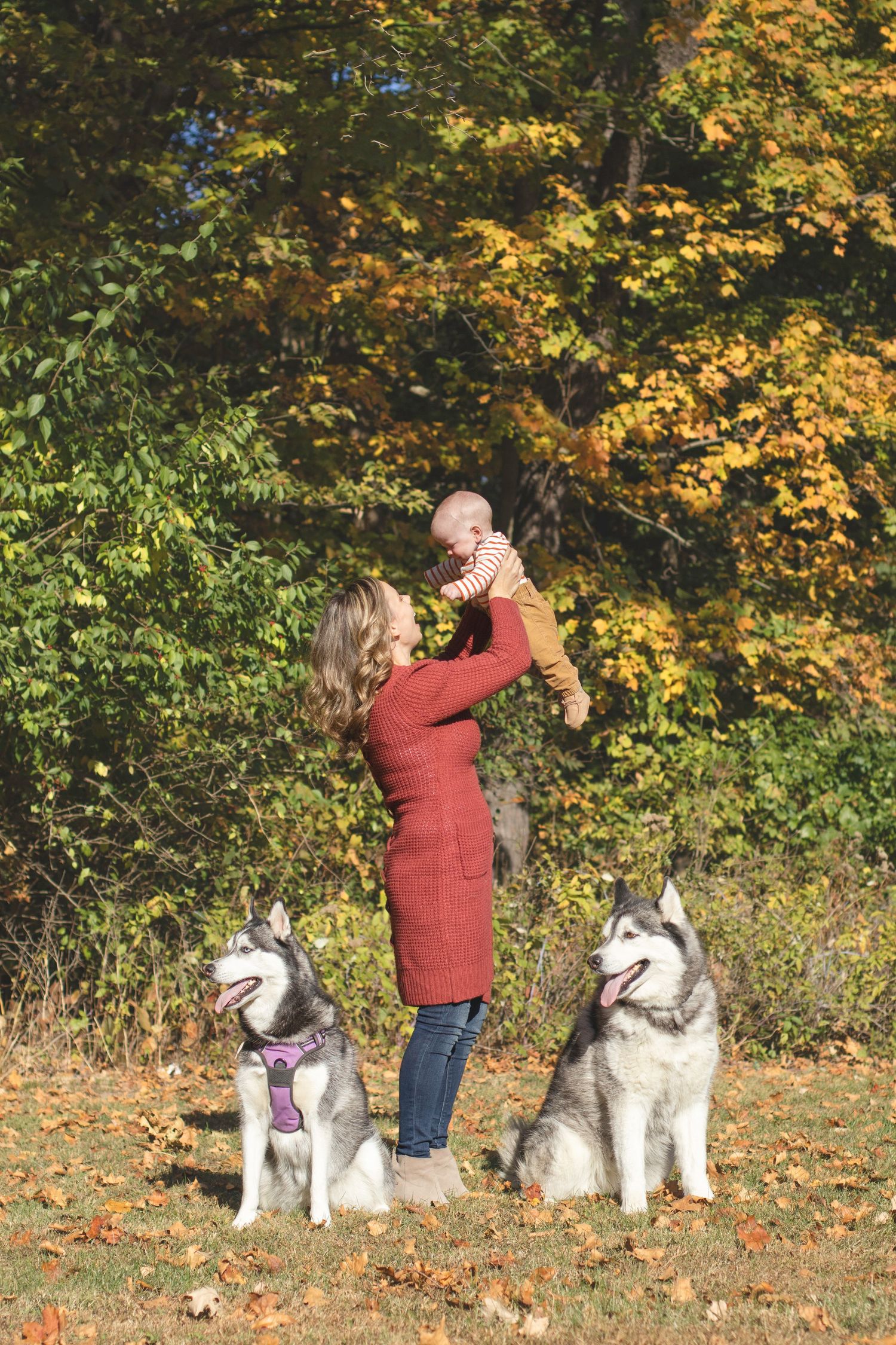 Fall outdoor scene with two Husky dogs and people against colorful autumn trees.