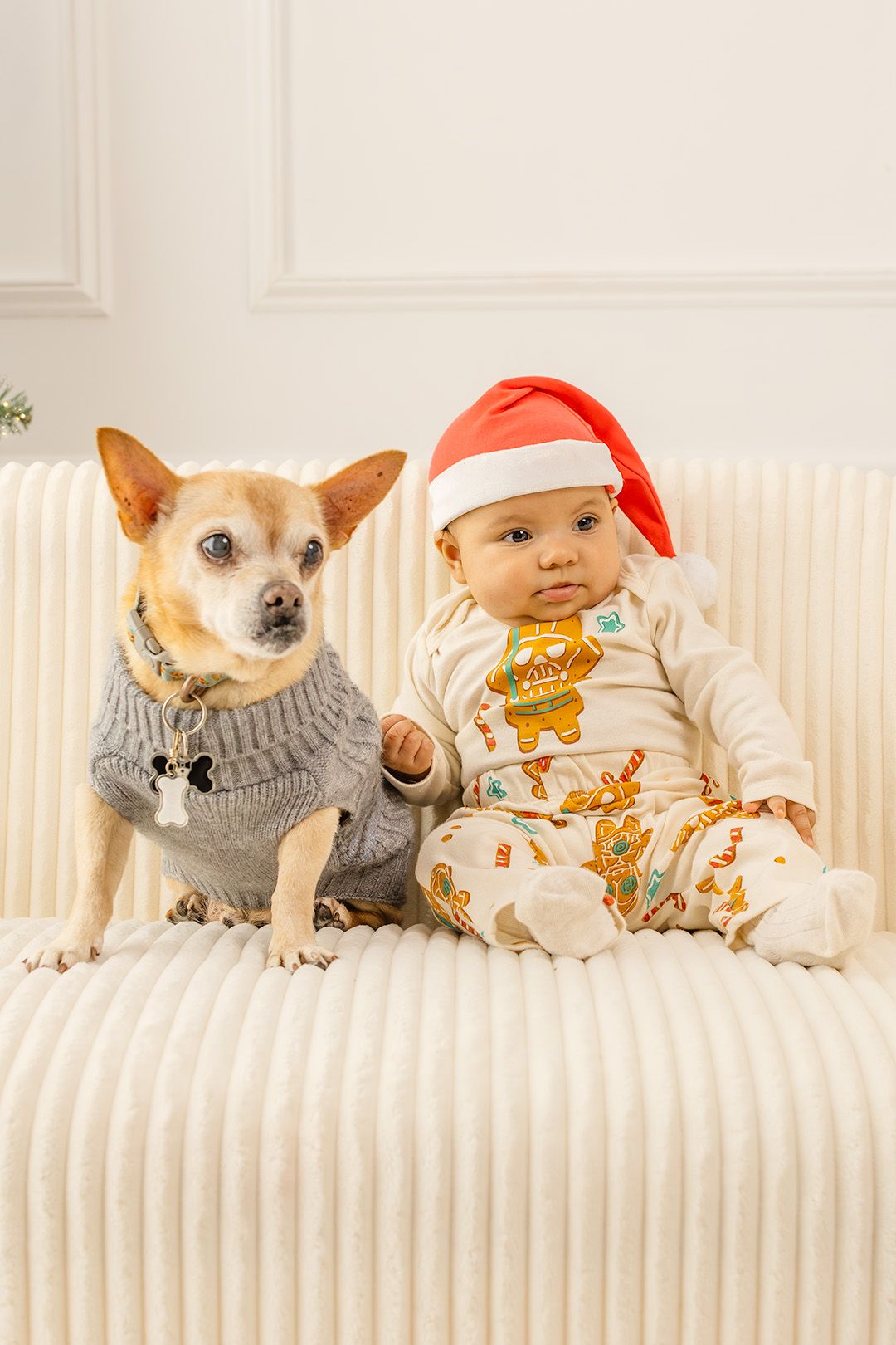 Small dogs wearing holiday sweaters and Santa hats lying in a row on white furniture.