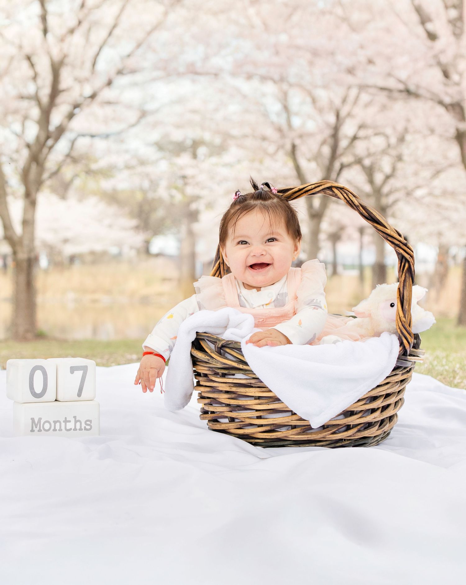 A baby sits in a woven wicker basket surrounded by blooming cherry blossom trees during a milestone photo shoot.