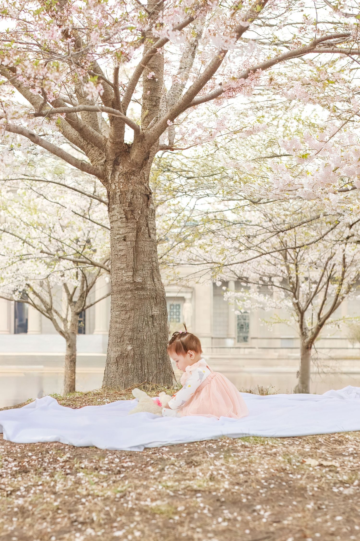 Dreamy spring scene of someone reading under blooming cherry trees with white blanket on the ground.
