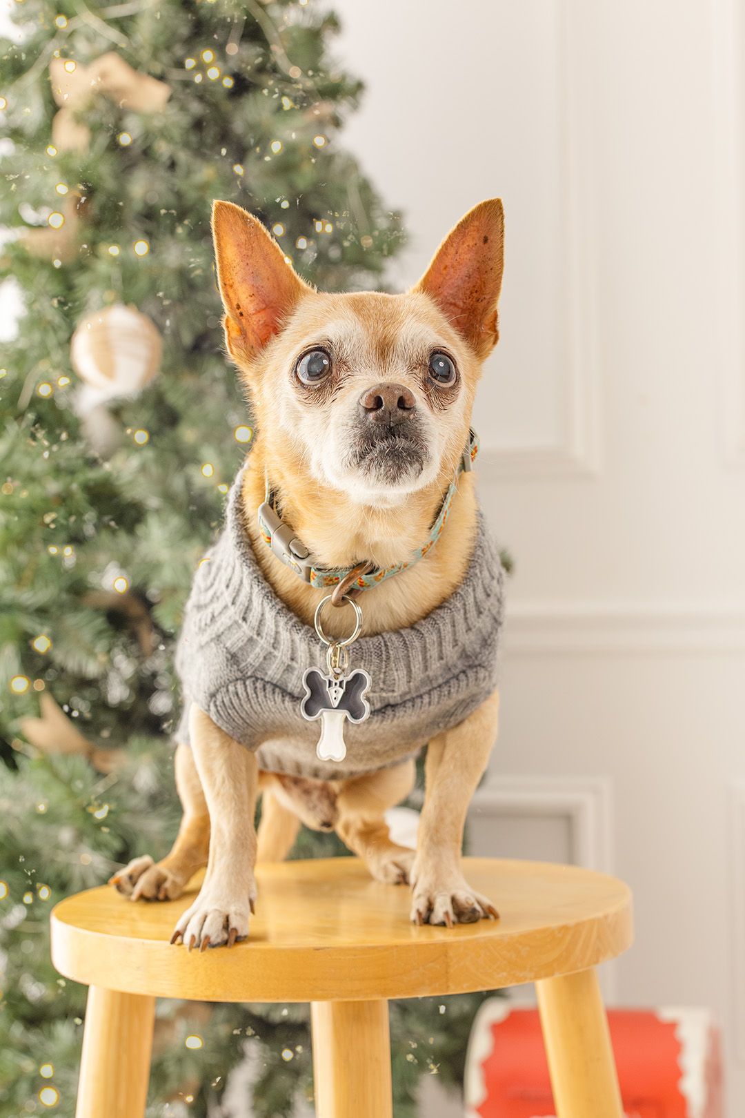 Chihuahua dog wearing gray knit scarf sits on wooden stool with Christmas tree in background.