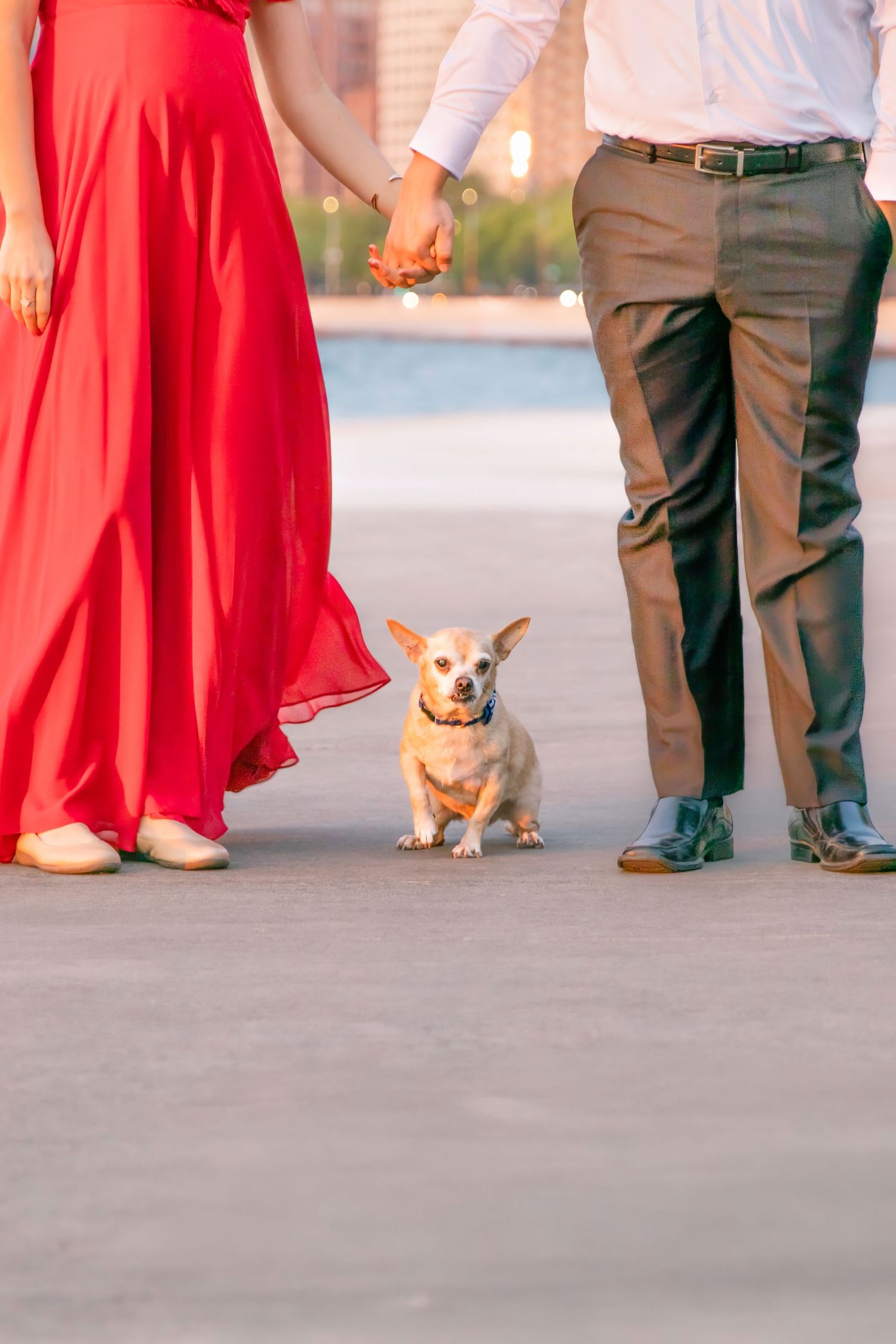 Multiple well-dressed couples in formal attire with red dresses stand in a line as small dogs join them on a paved surface.
