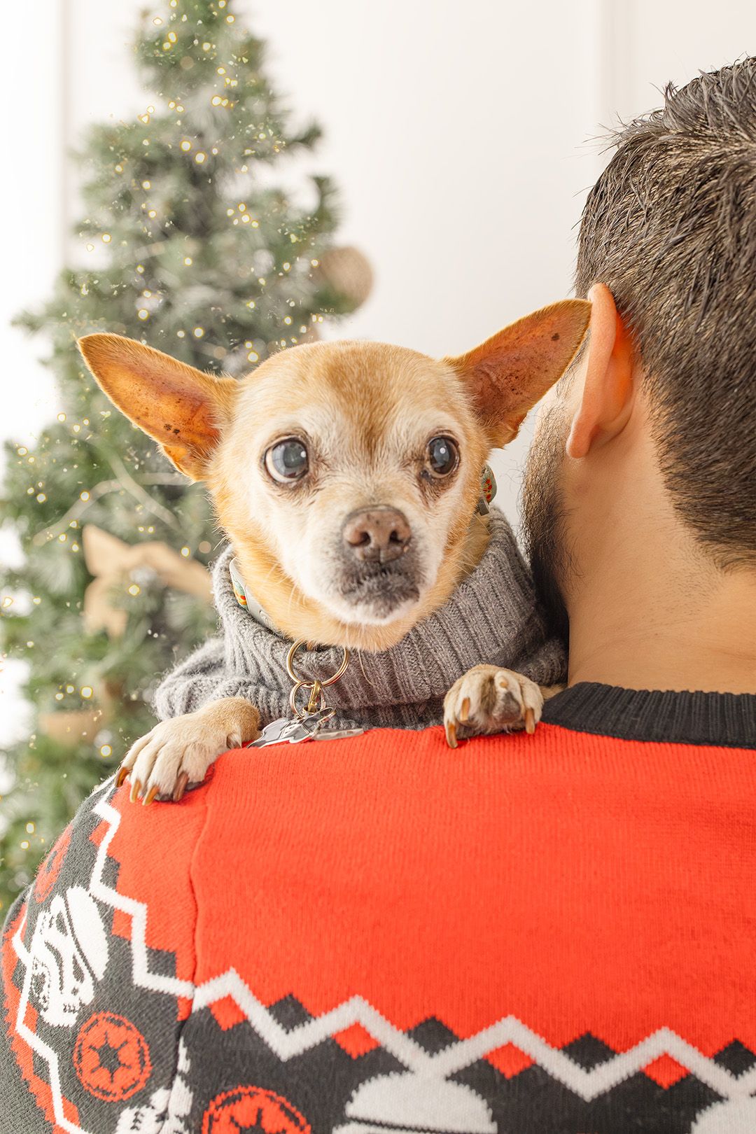 Small Chihuahua dog peeks over shoulder of person wearing red Christmas sweater with decorative pattern.