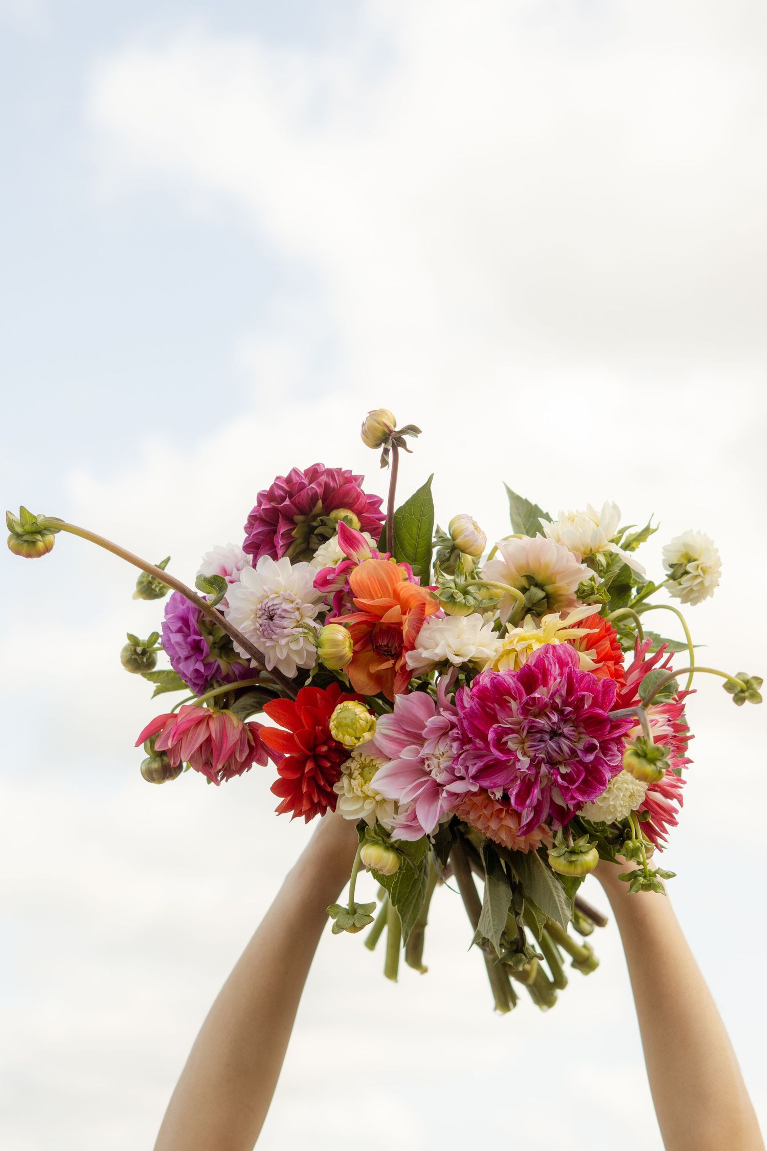 A bouquet of dahlias in their air, against a beautiful summer's sky.