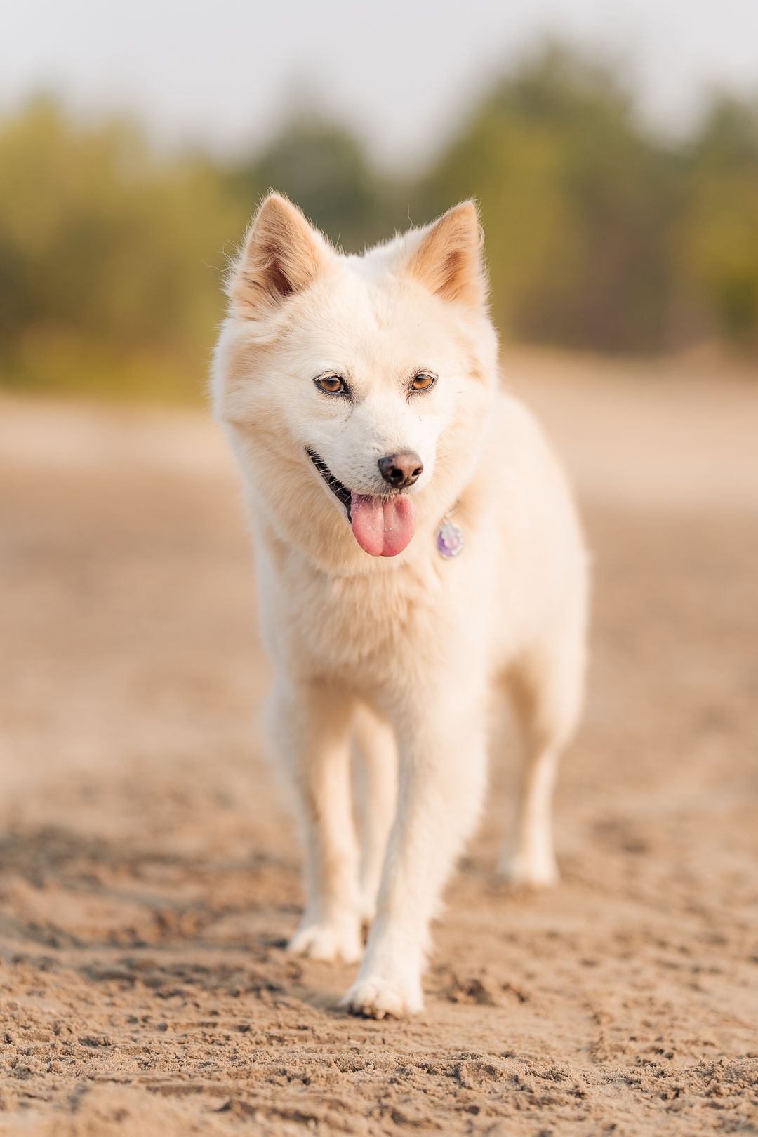 Studio Jindo pet portrait photography dog beach portrait