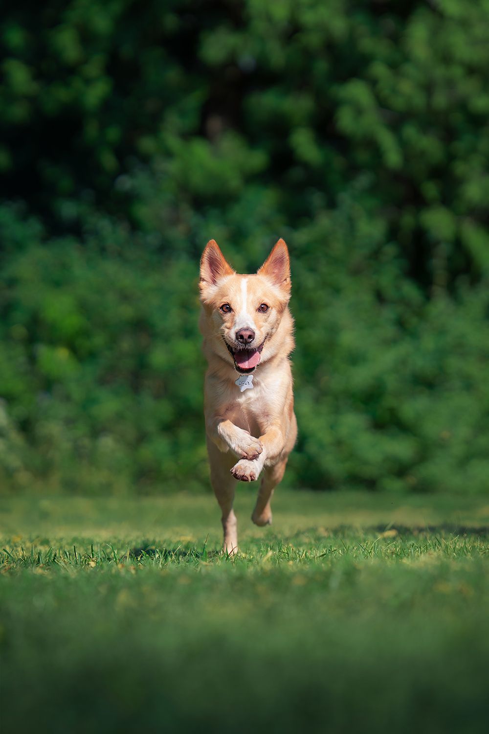 Studio Jindo pet portrait photography dog running