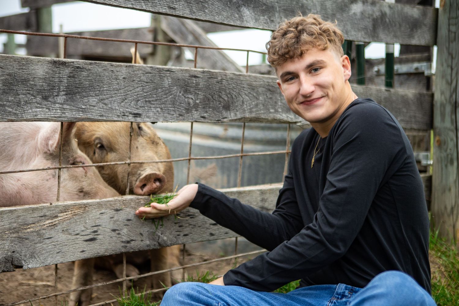 A person in a black shirt interacts with a large brown pig through a wire fence at a farm.