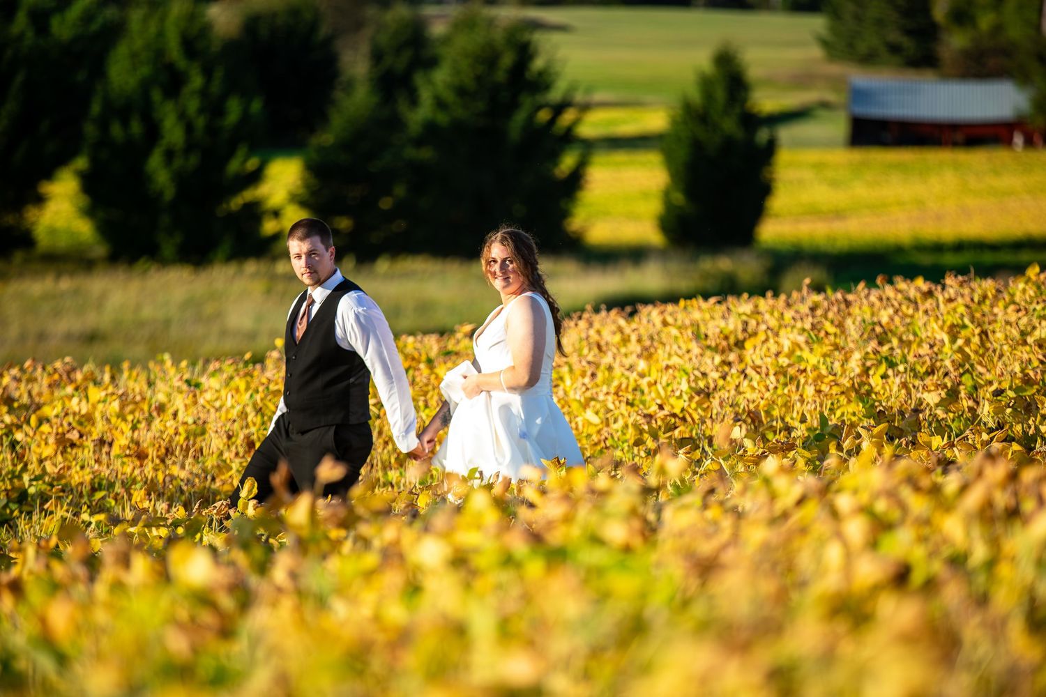 Bride and groom holding hands walking through golden autumn vineyard fields with a red barn in the background.