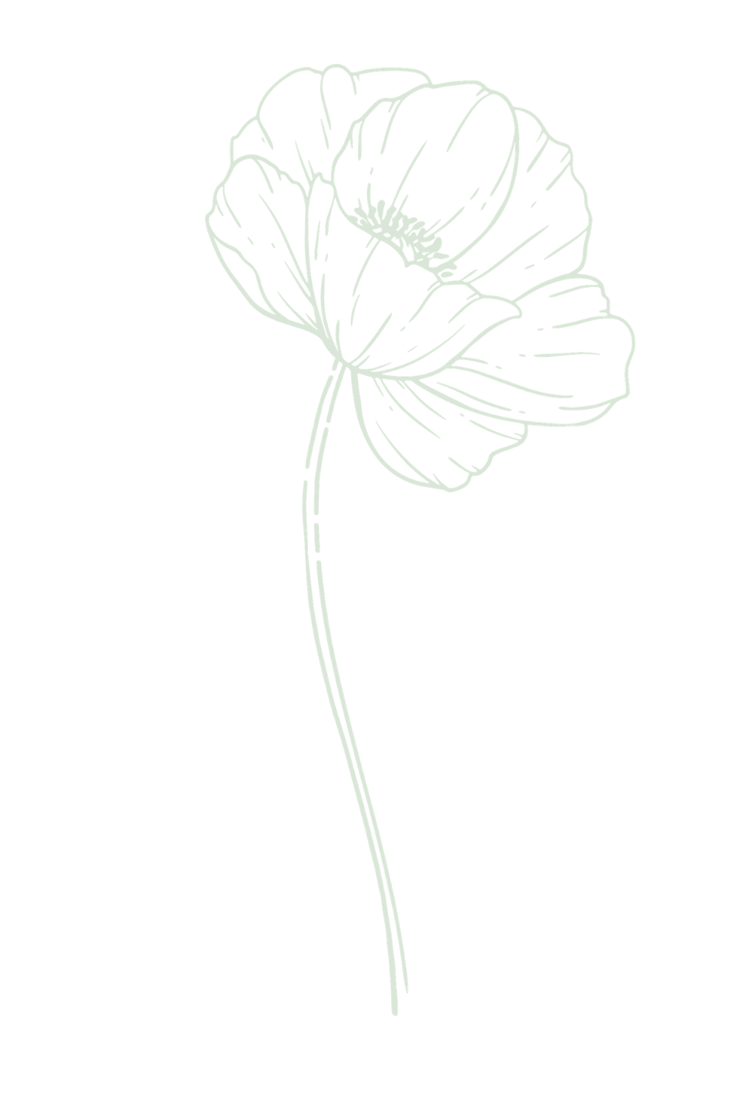 Delicate line drawing of monstera delicata plant leaves in a minimalist botanical illustration style. Great Falls, Montana