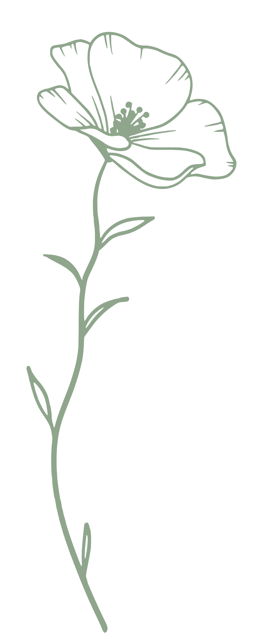 Minimalist line drawings of delicate poppies in sage green color.