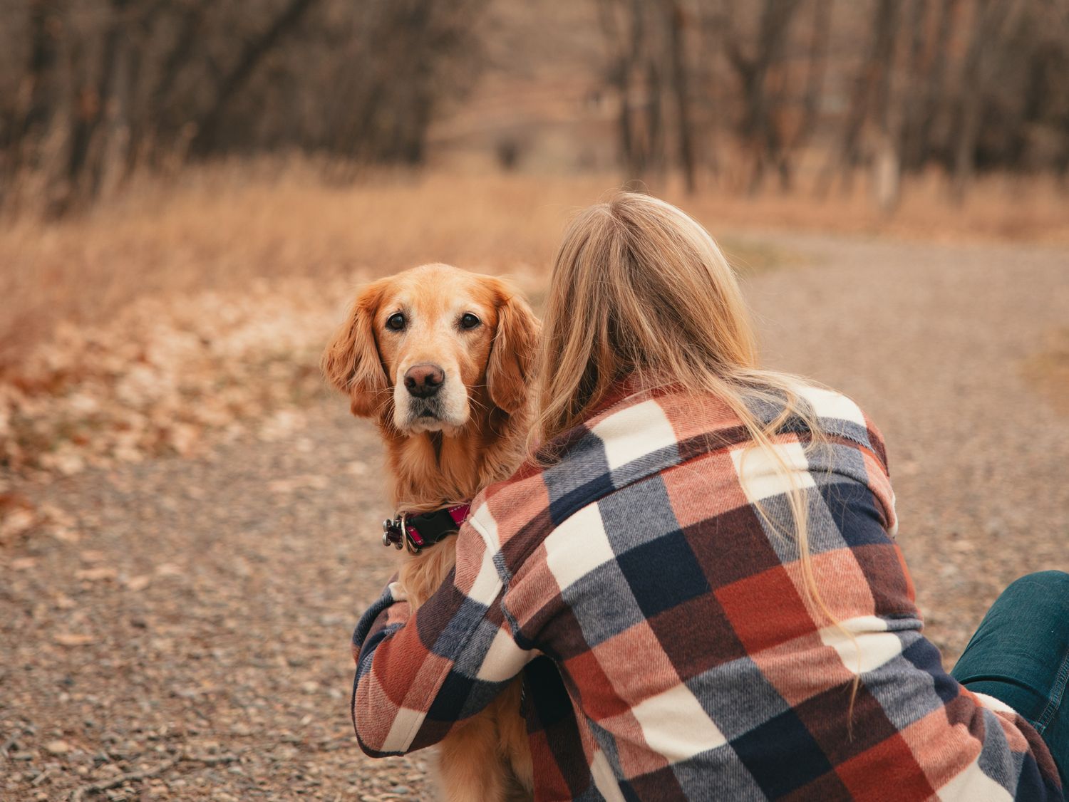 Golden retriever dog wrapped in cozy plaid blanket poses outdoors during autumn photoshoot. photo, Great Falls, Montana