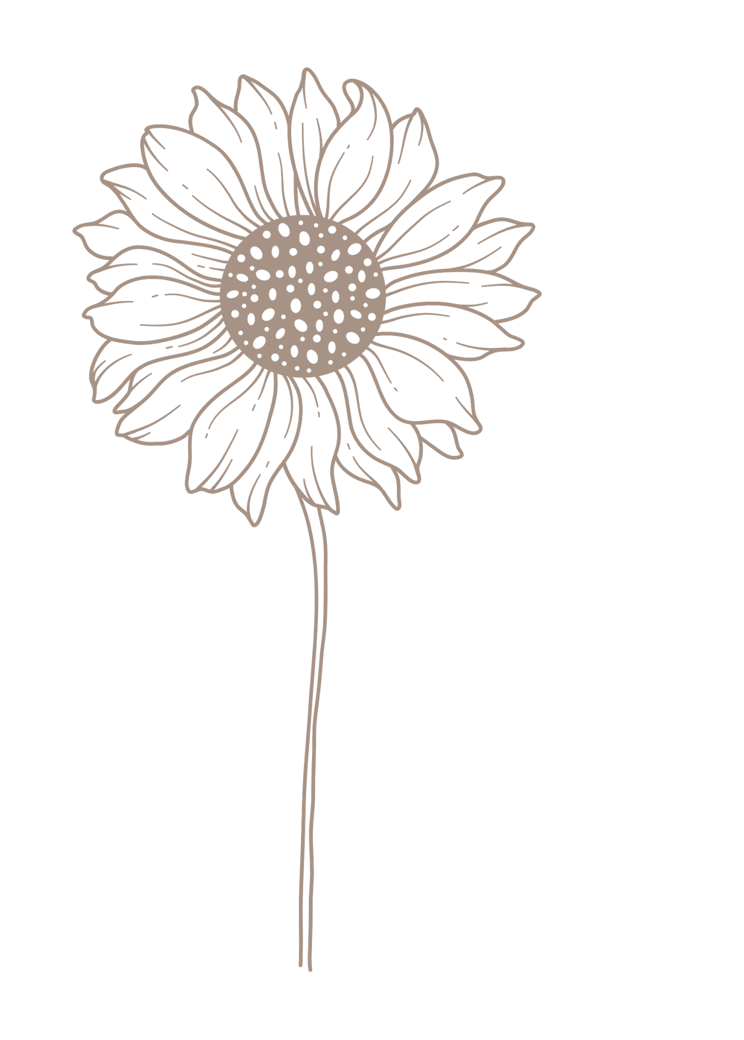 Simple line drawings of sunflowers in a minimalist brown style showing different angles and perspectives. Great Falls, Montana
