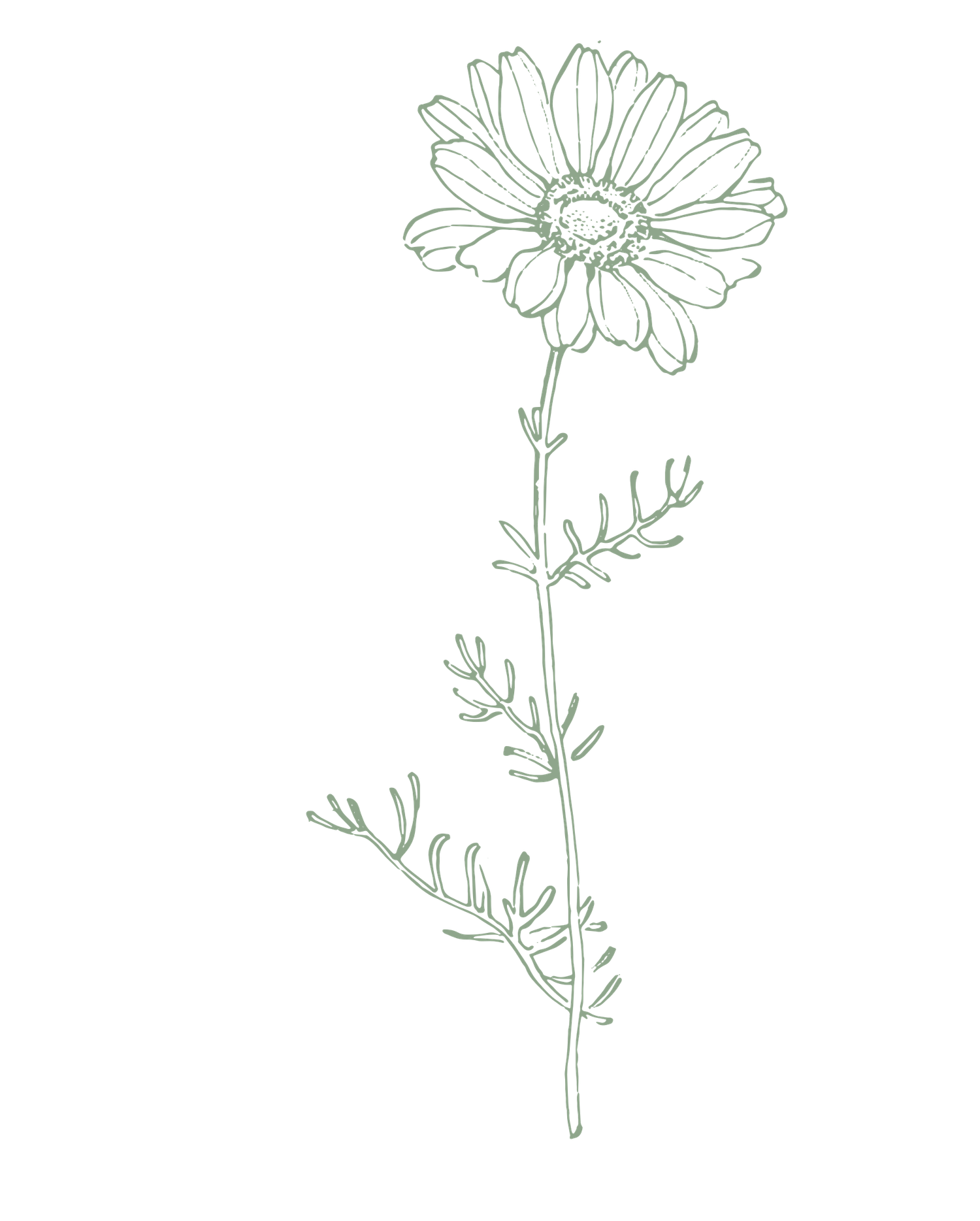 Simple line drawing of a daisy flower with delicate petals and stem. Great Falls, Montana