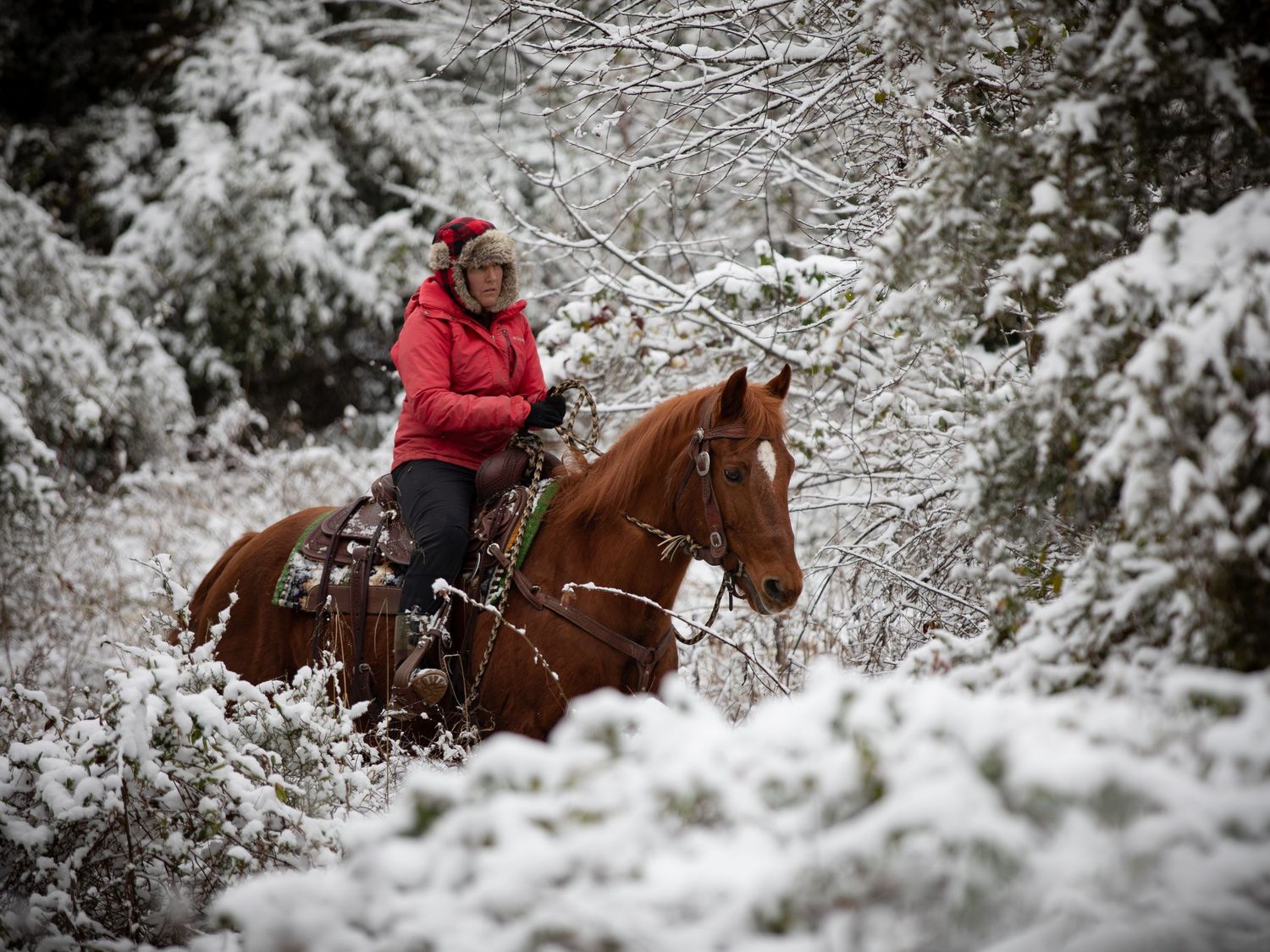 horse and rider in snow