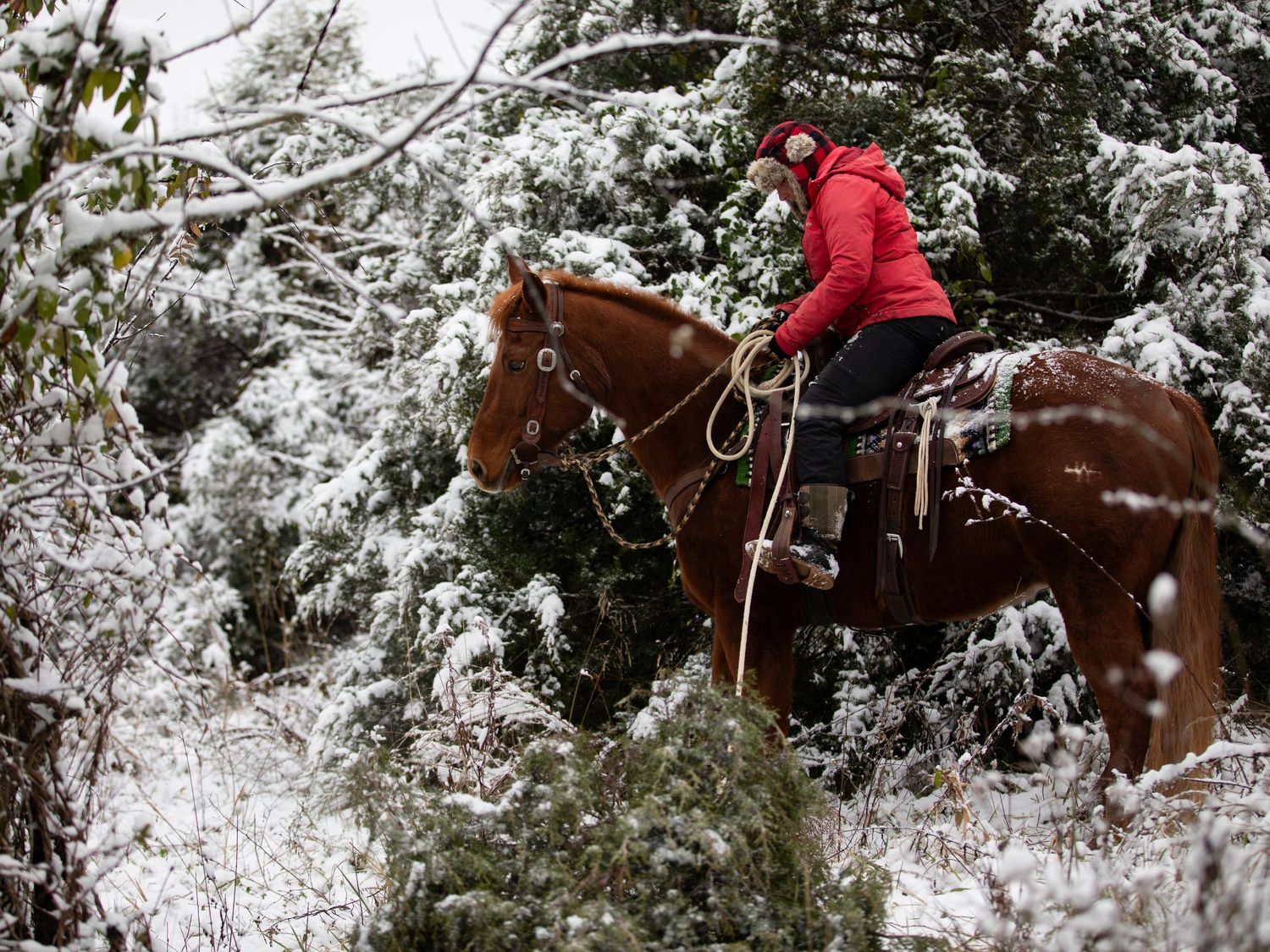 horse and in snow