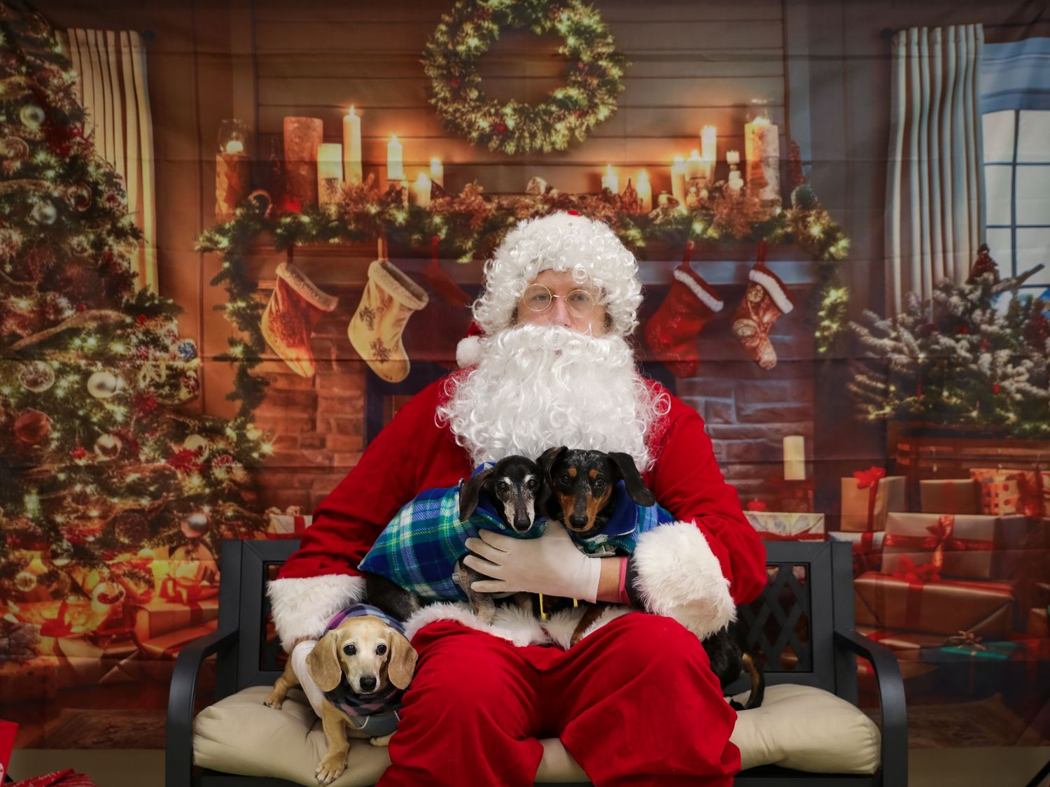pets with Santa dogs
