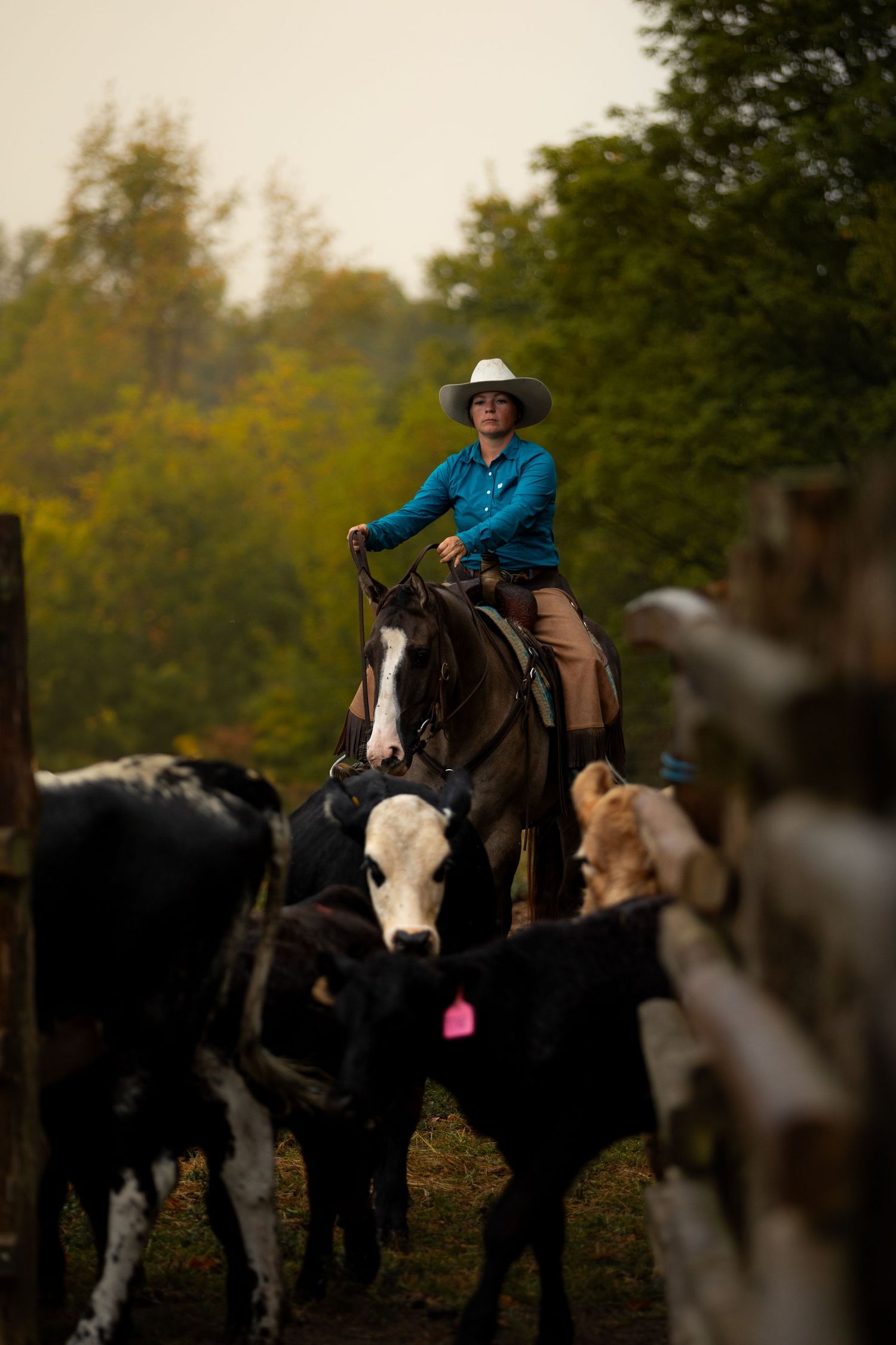 horse working cattle