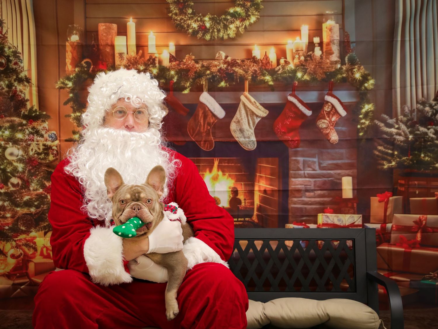 dog with santa