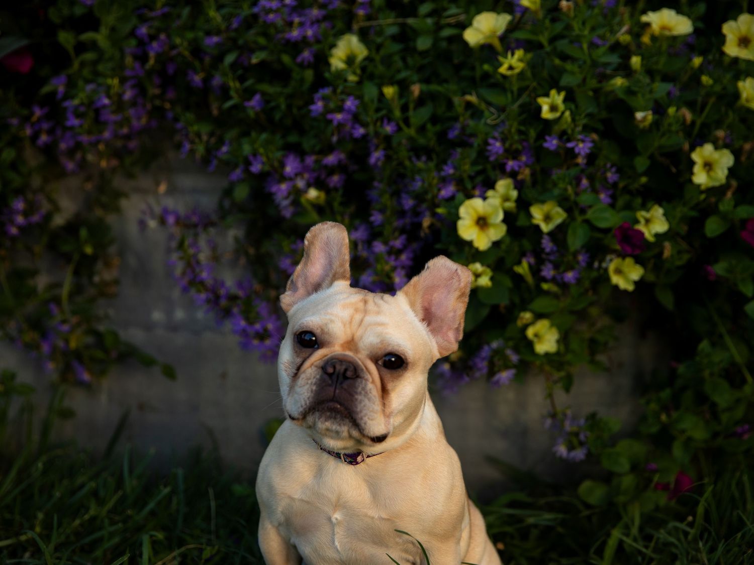 French bulldog