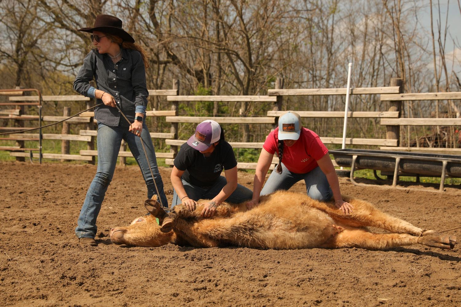 cattle doctoring photo