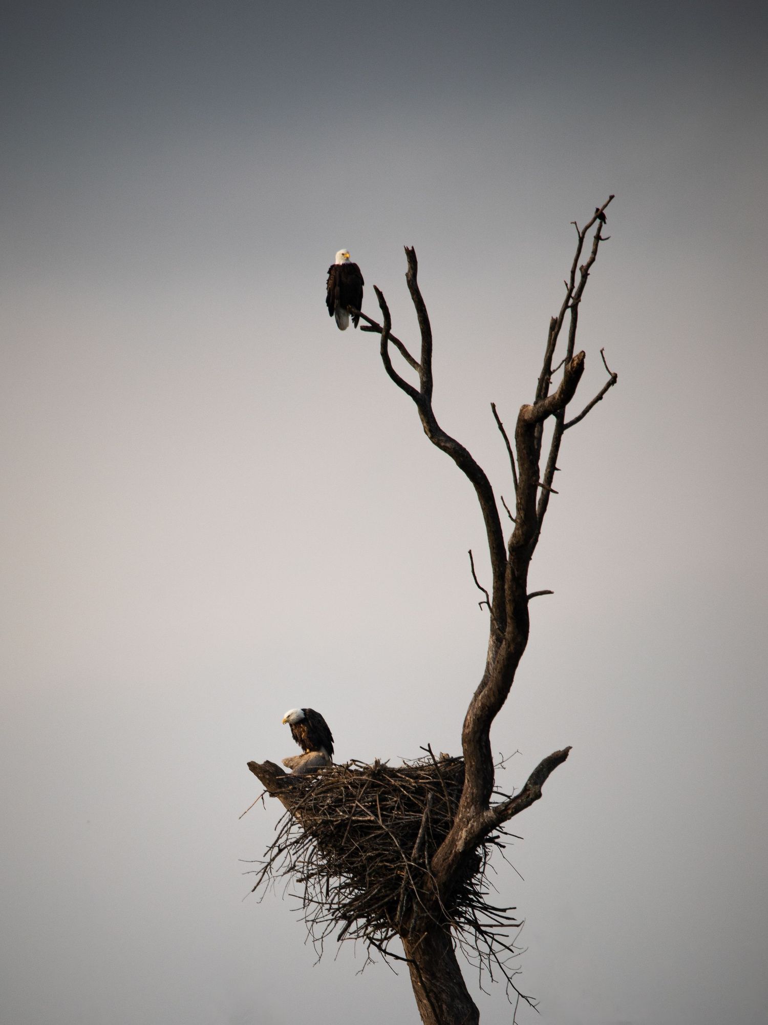 eagles and nest