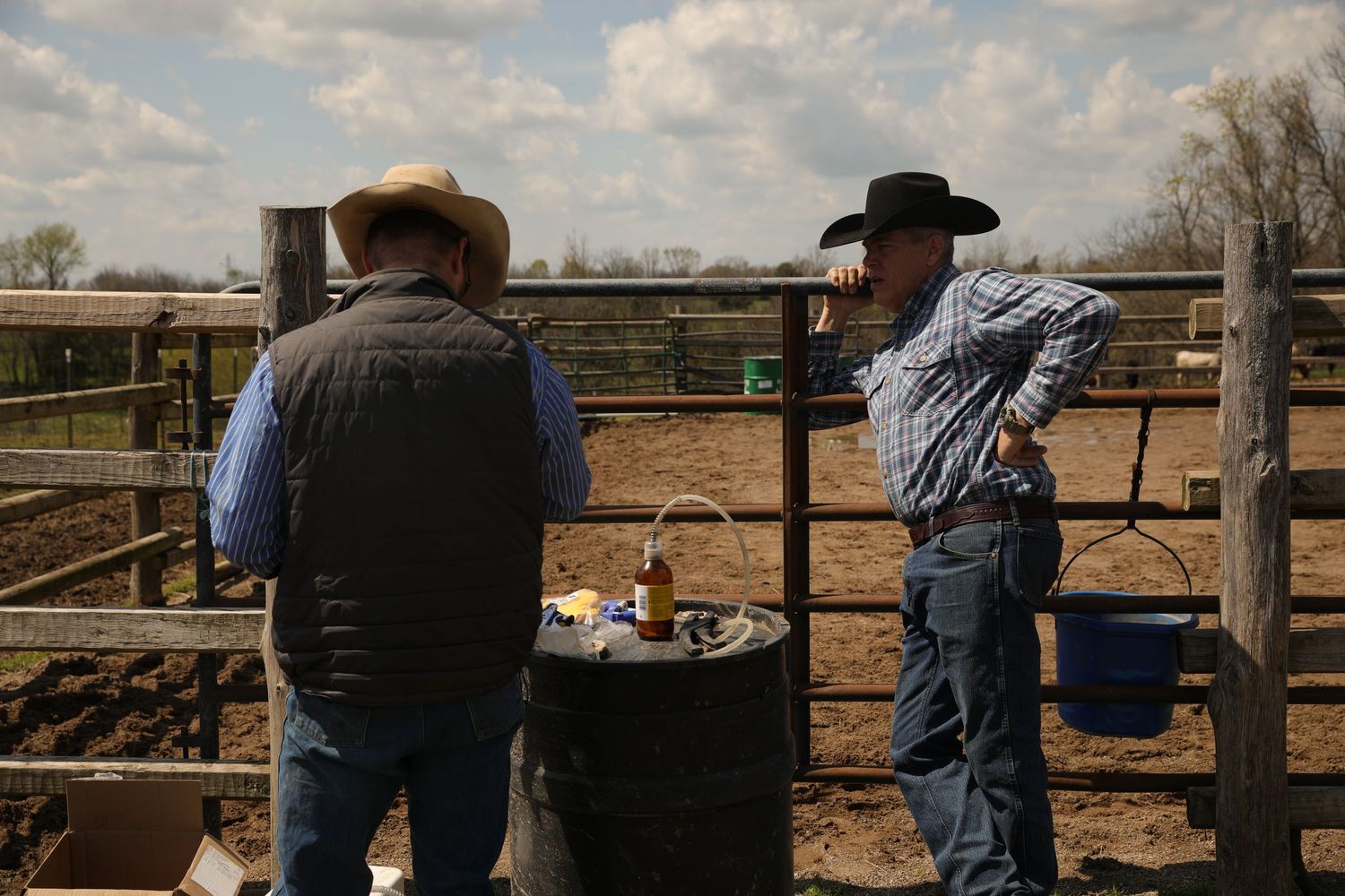 cowboys preparing to doctor cattle