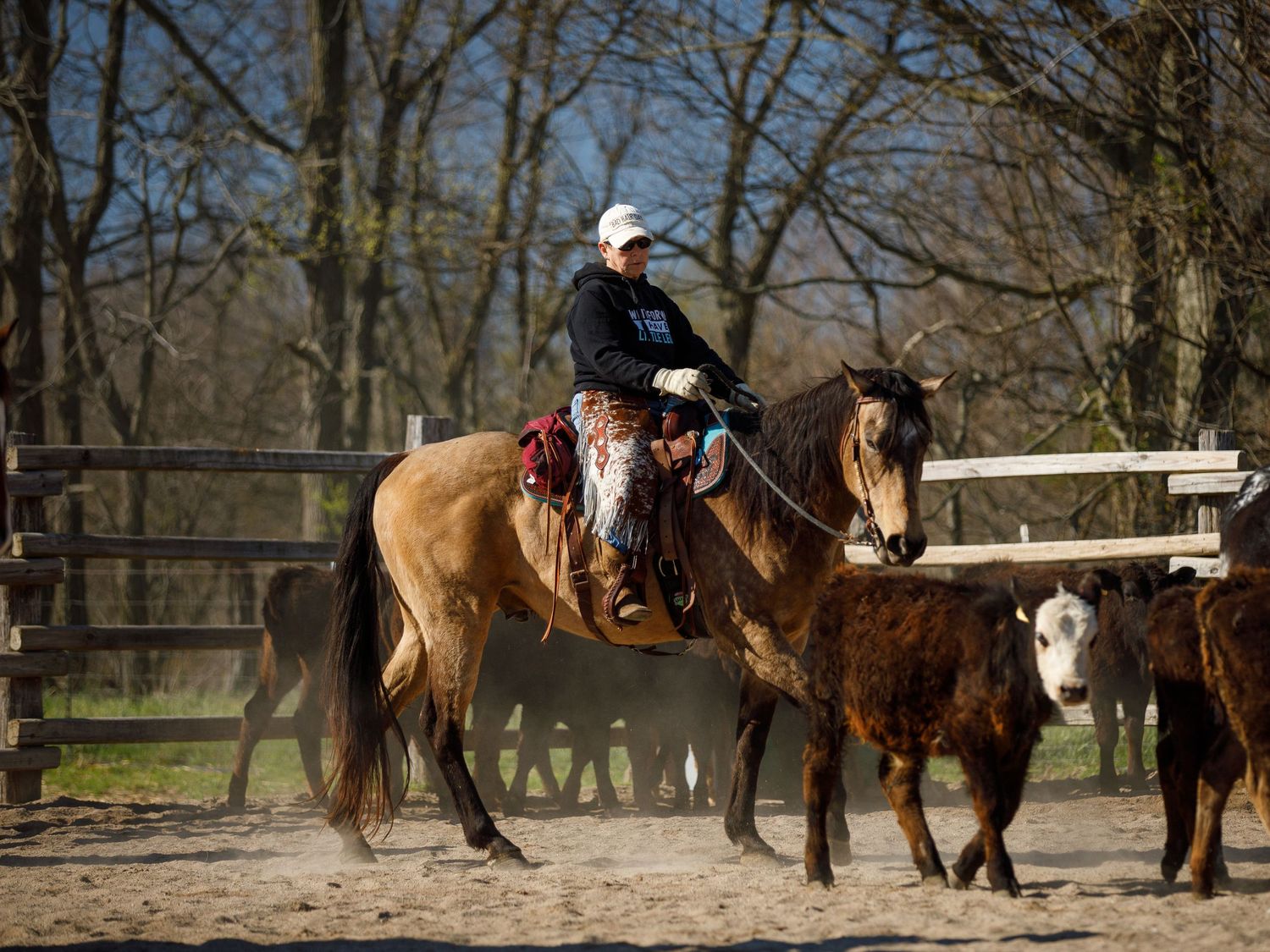 cattle session