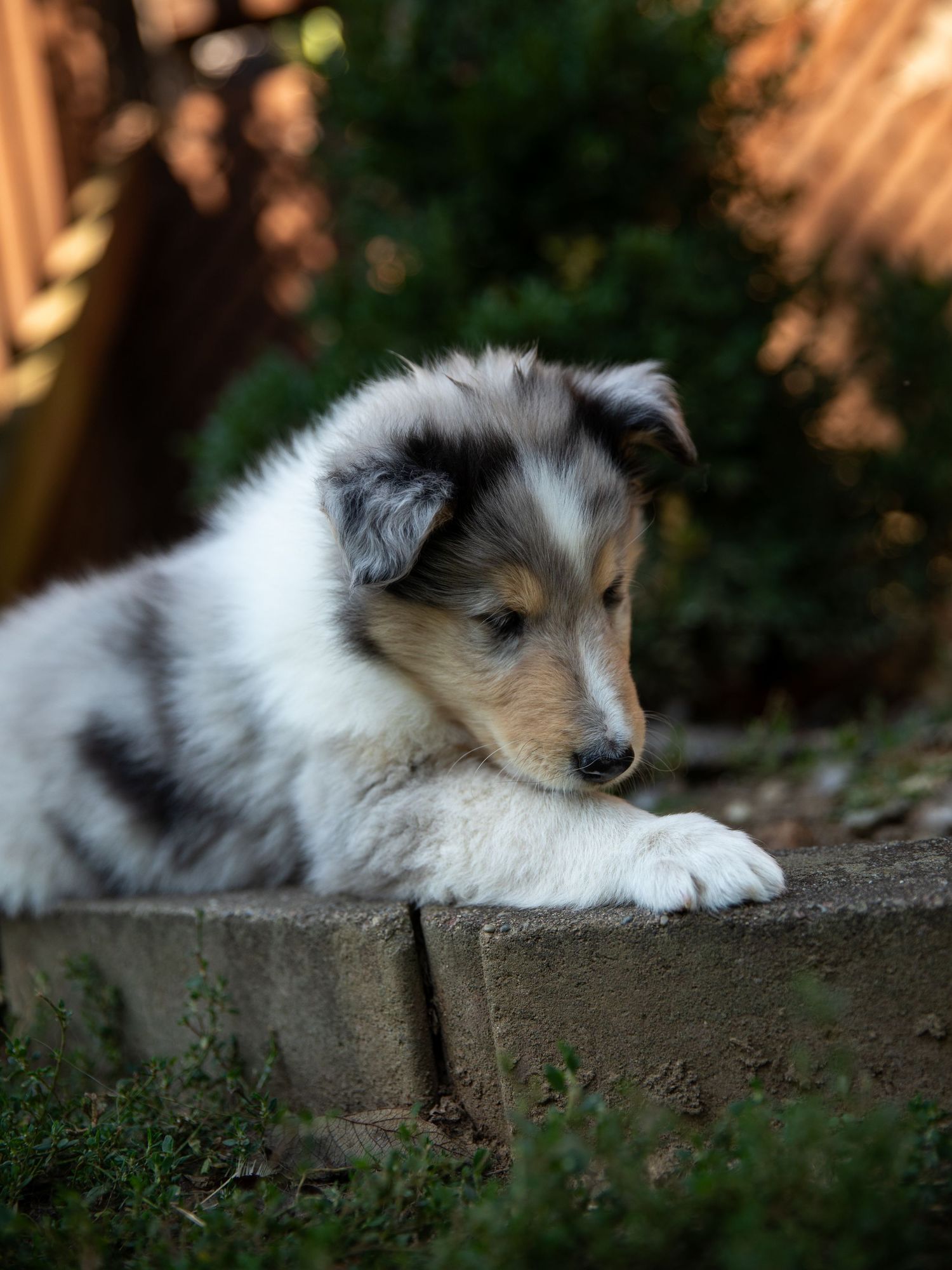 collie puppy