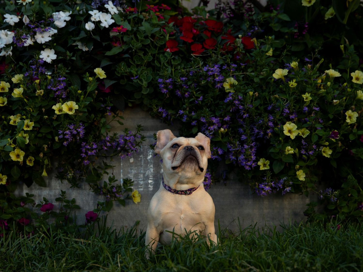 French bulldog