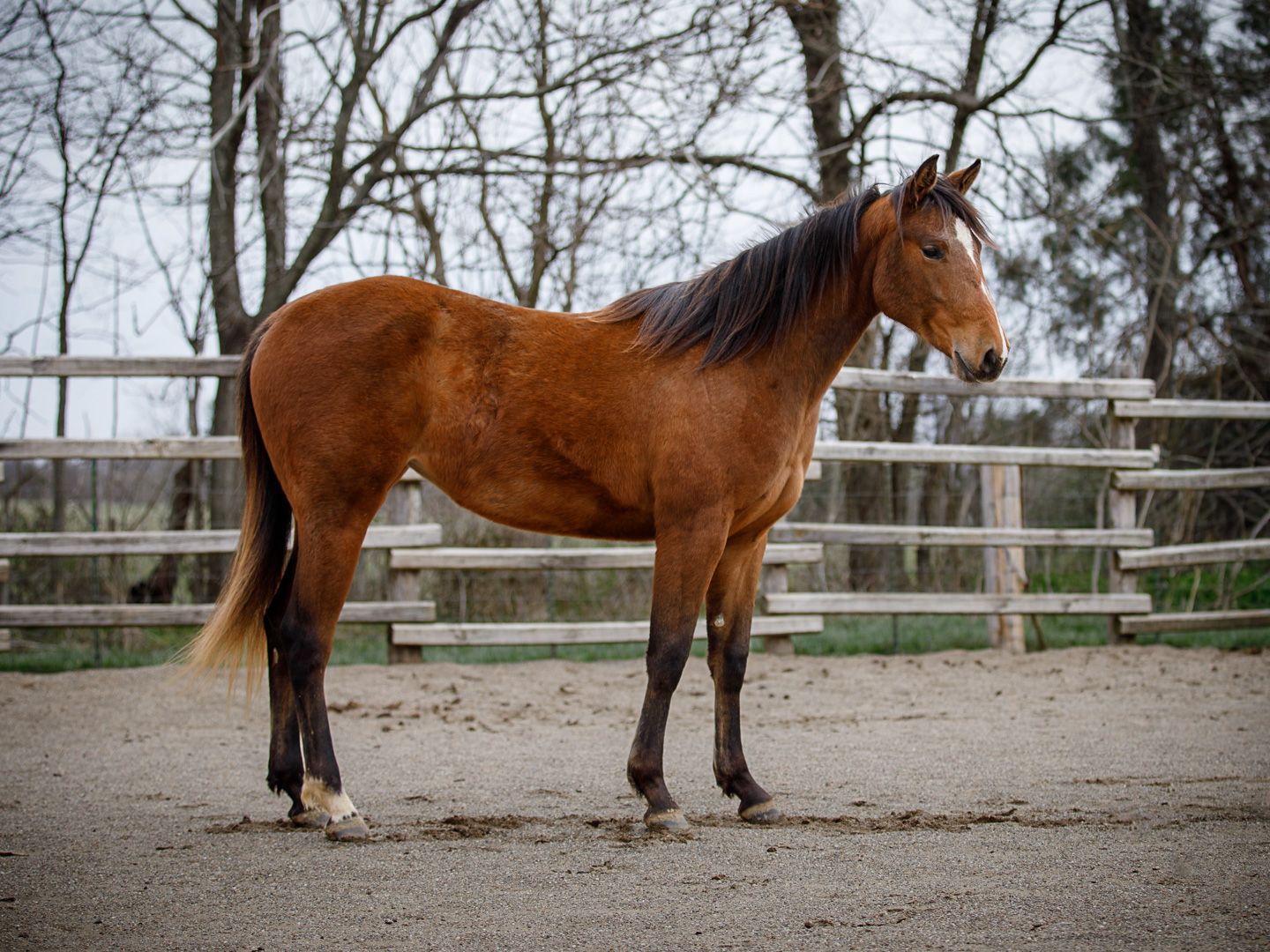 horse