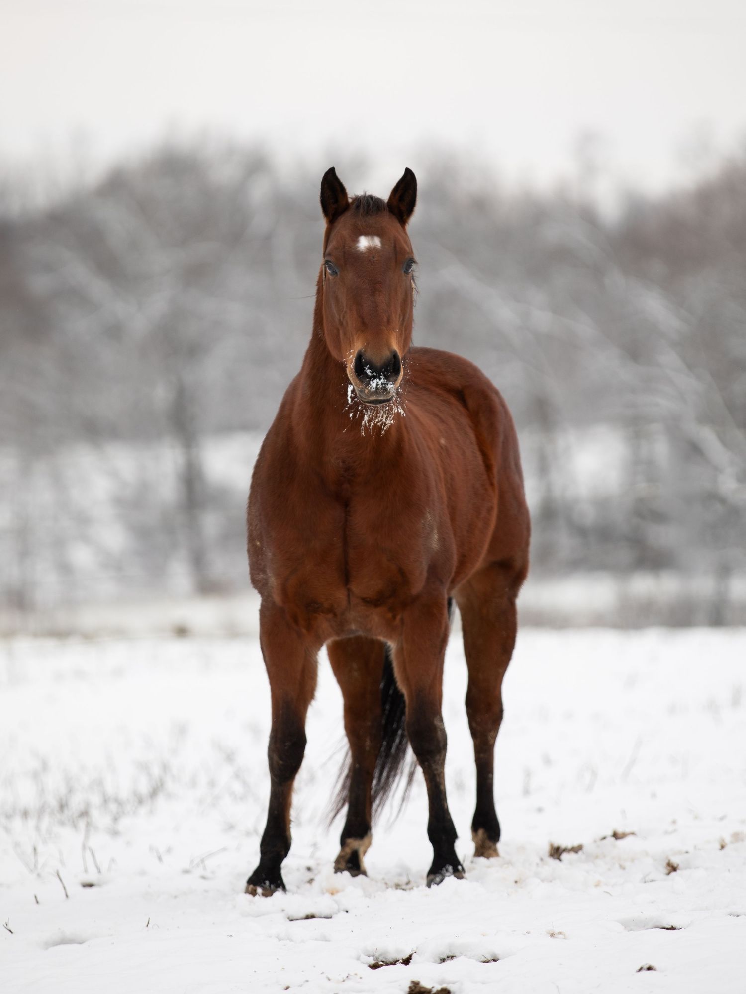 horse in snow