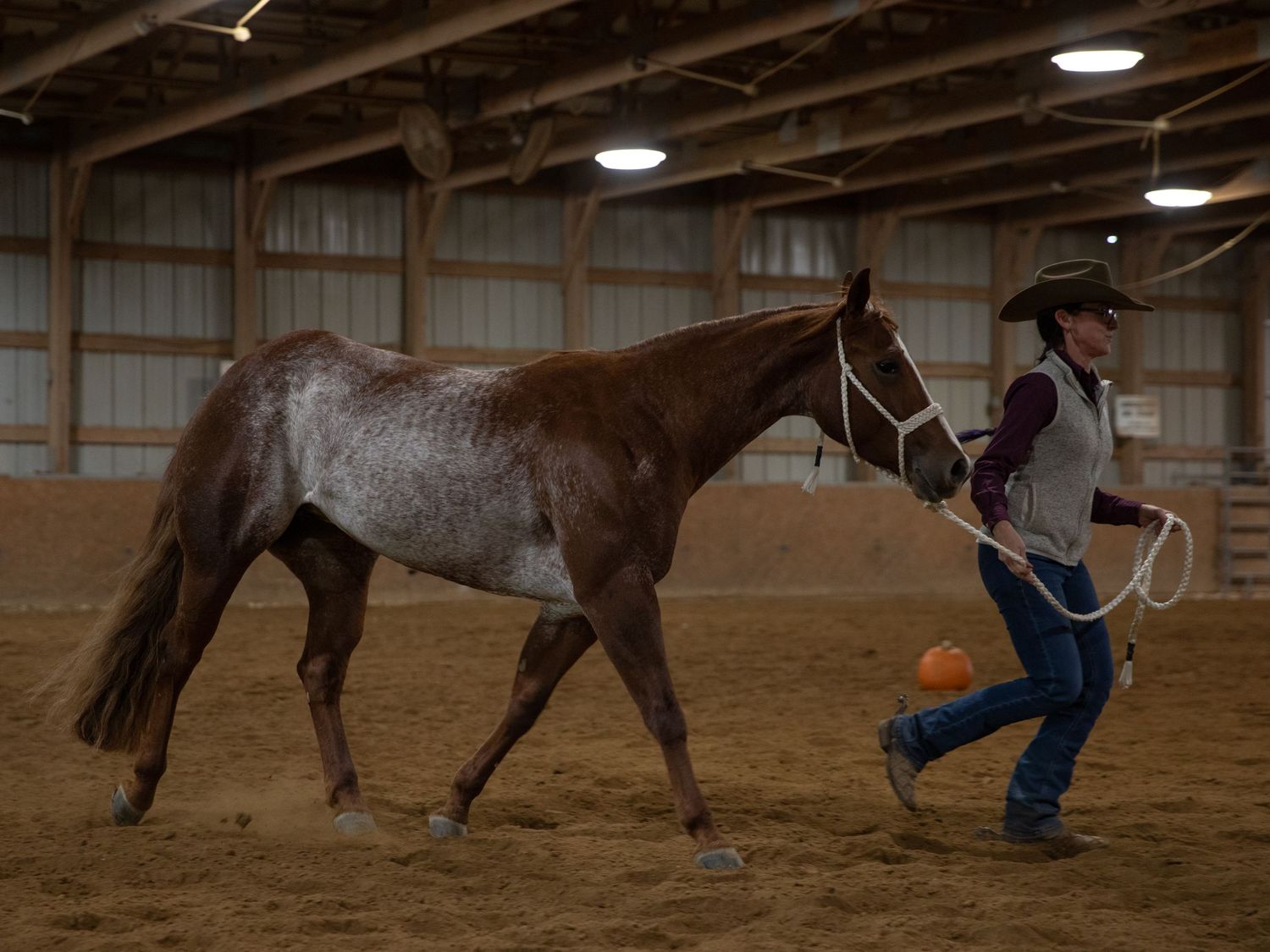 Horse show photo
