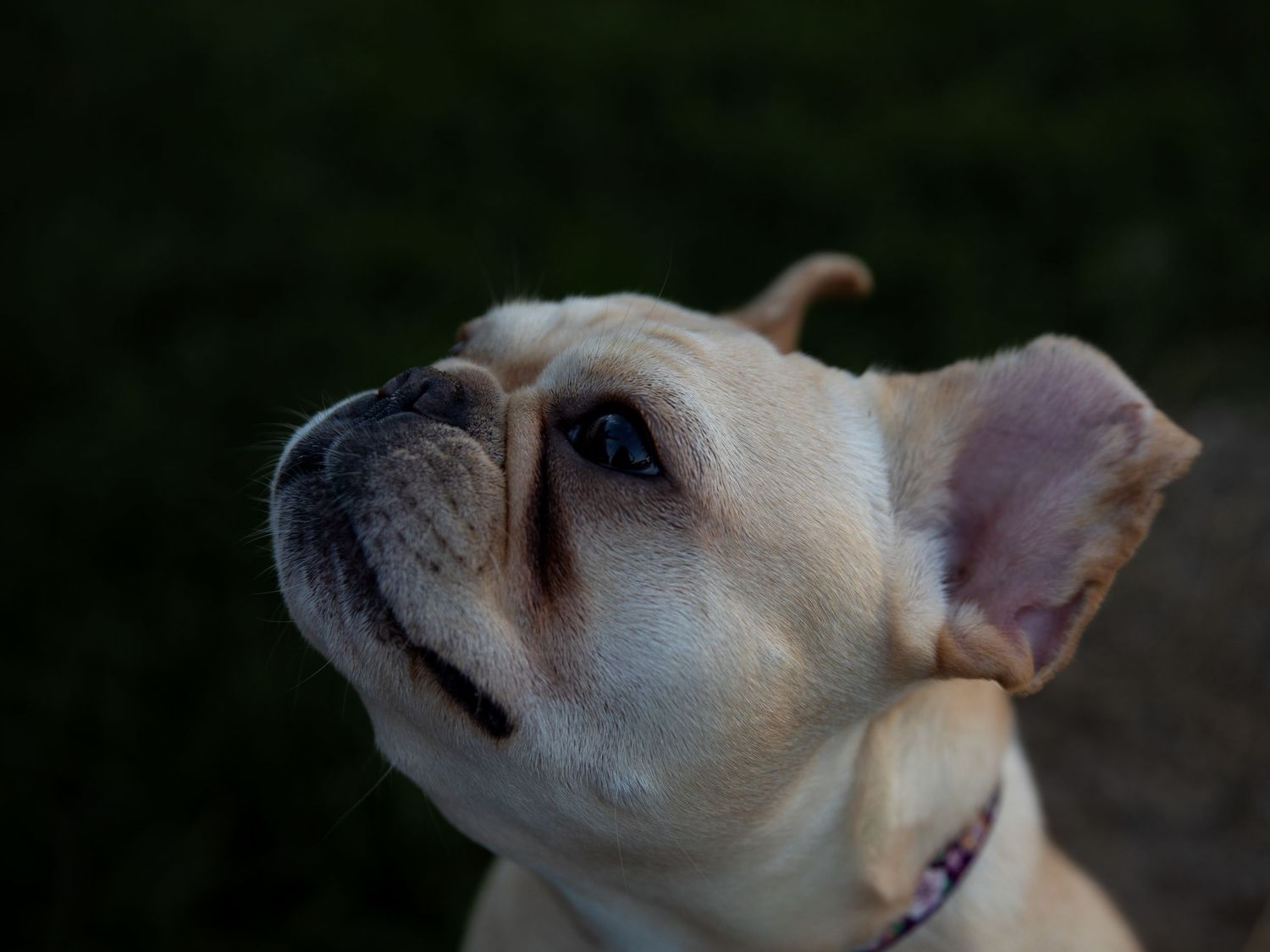 French bulldog