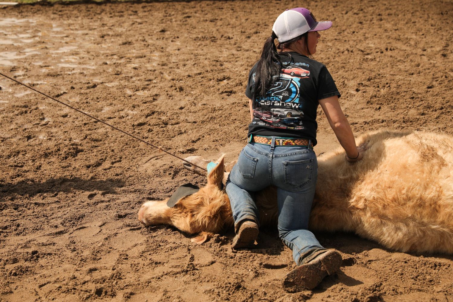 woman doctoring cow photo