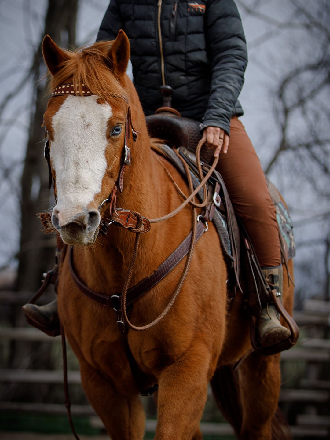 horse