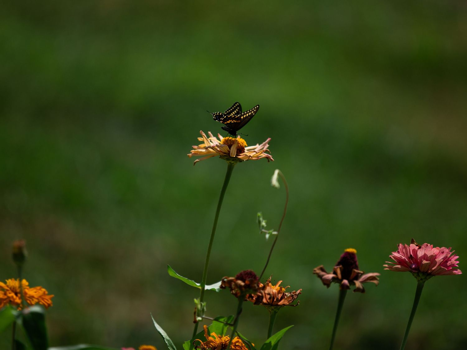 butterfly on flower