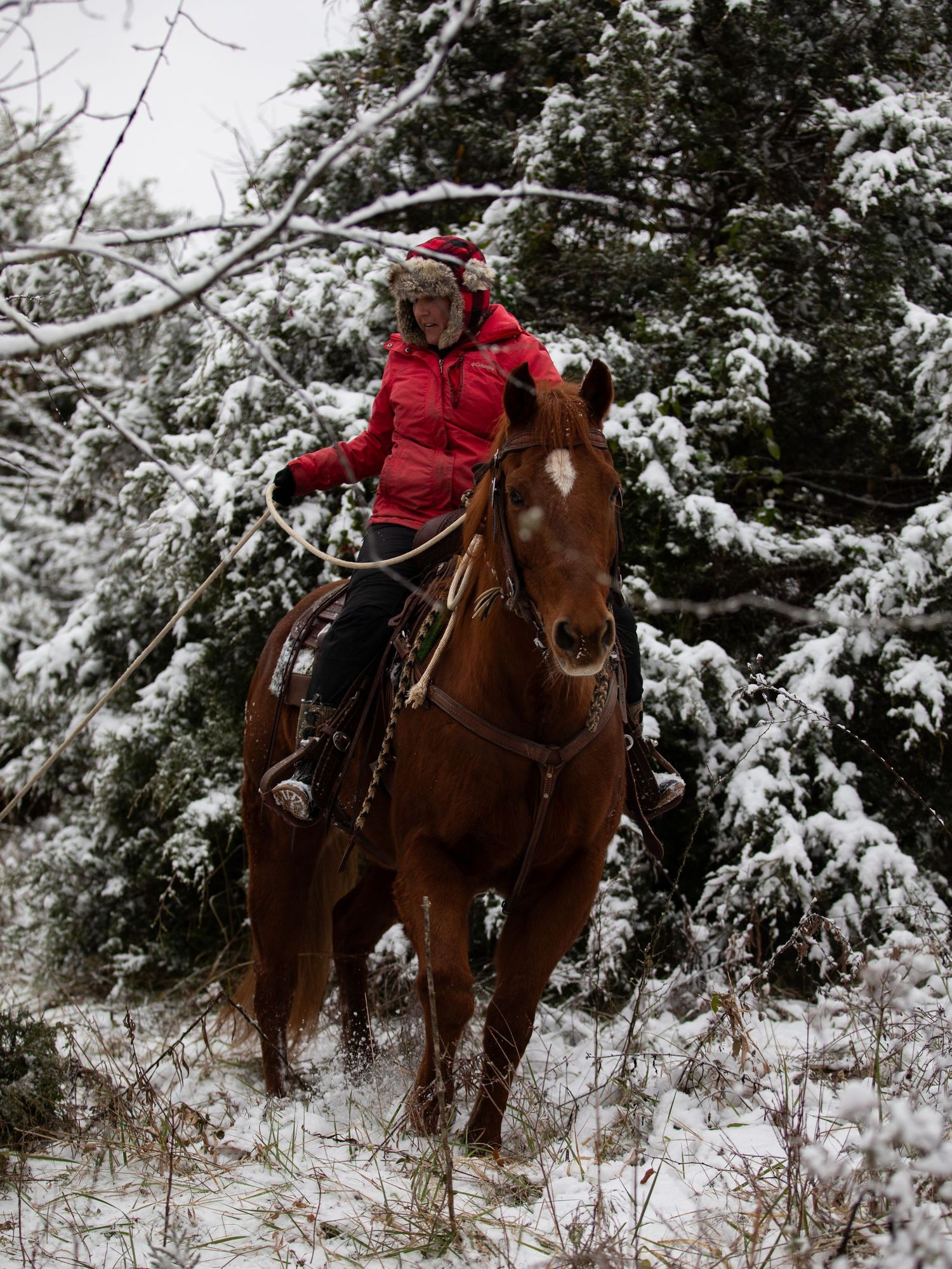 horse and in snow