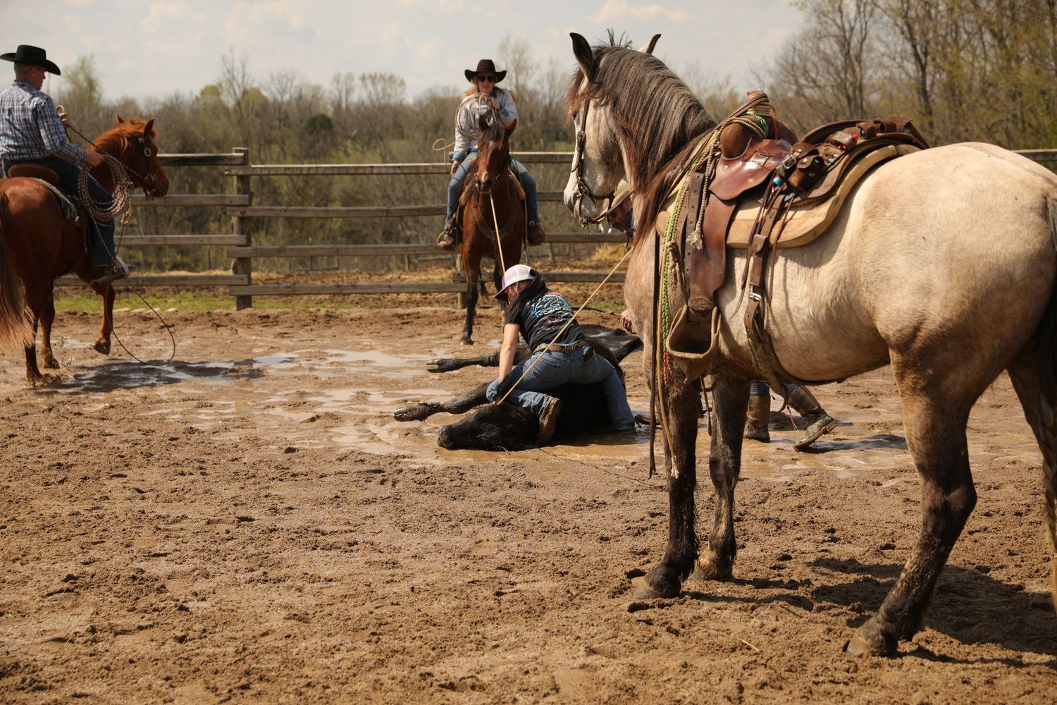 doctoring cattle