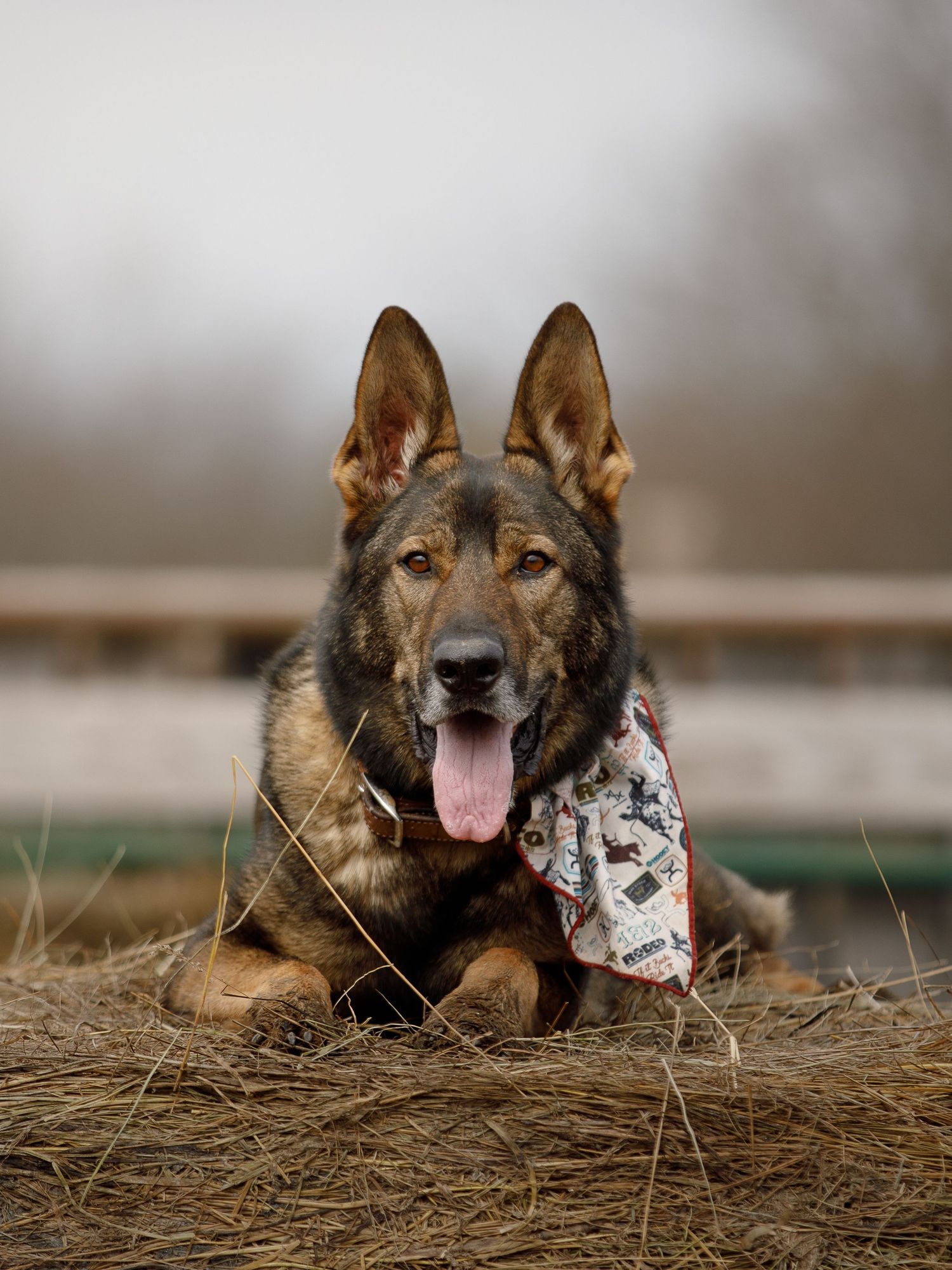 dog