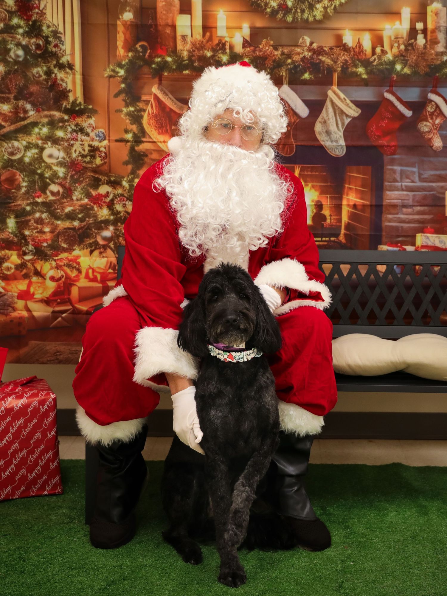 dog with Santa