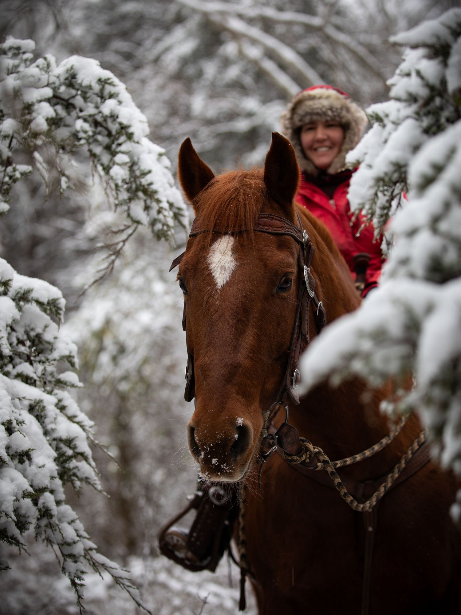 horse and in snow