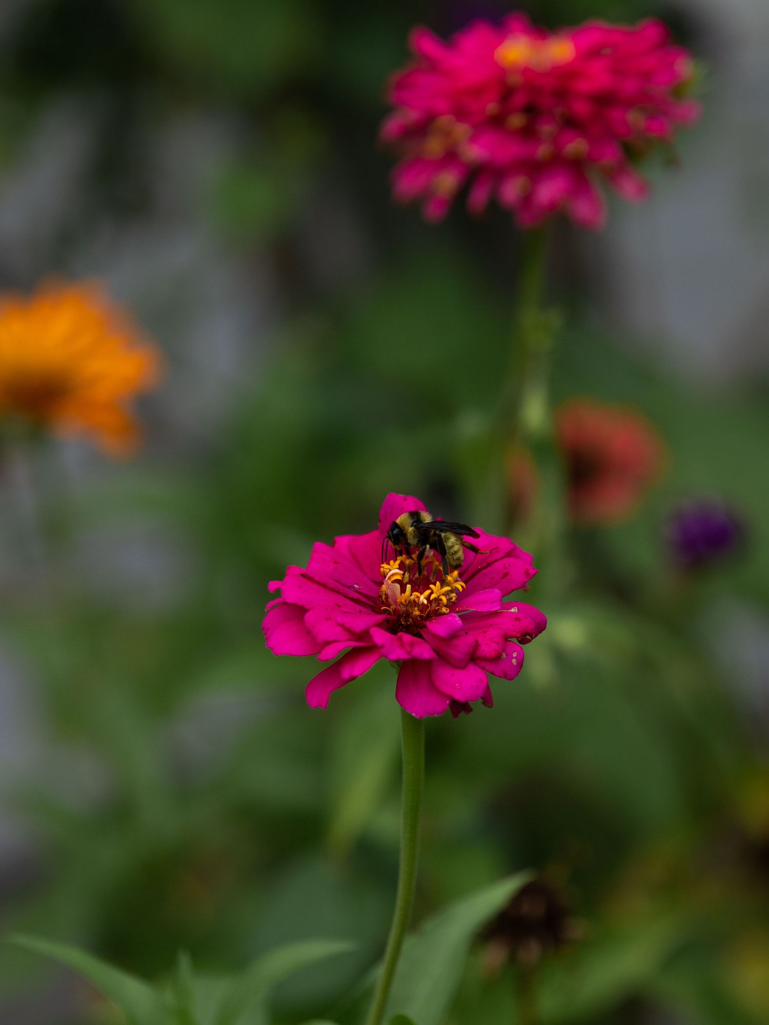 bee on flower