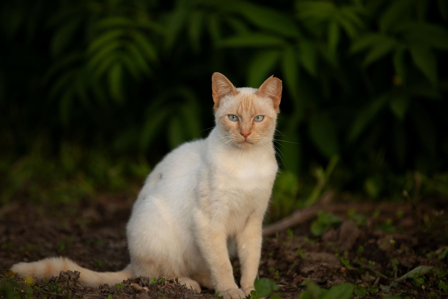 cat portrait