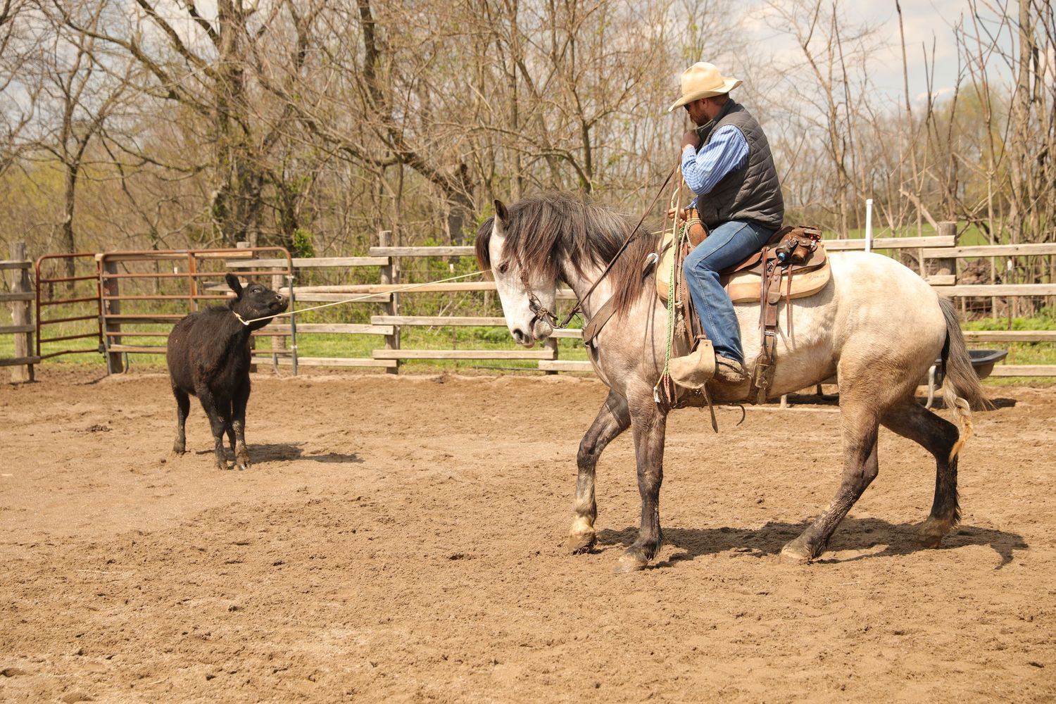 horse roping photo