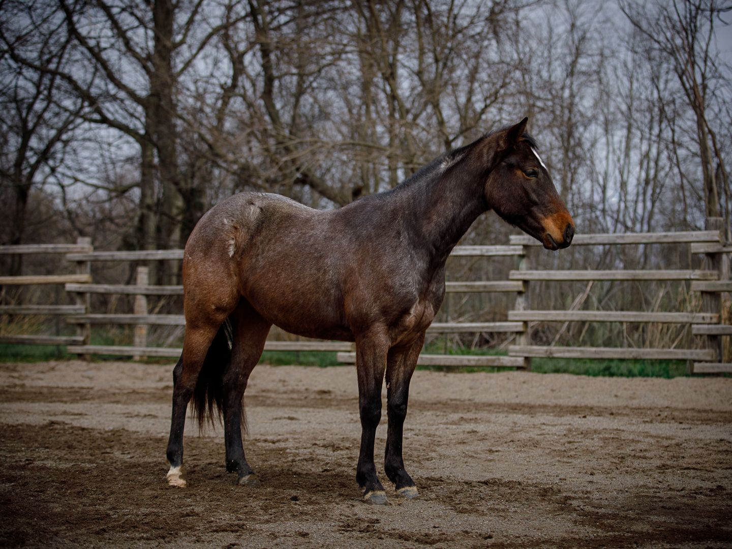 horse