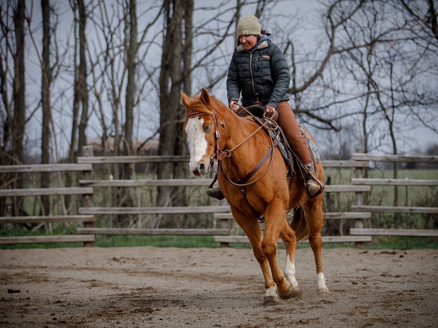 horse