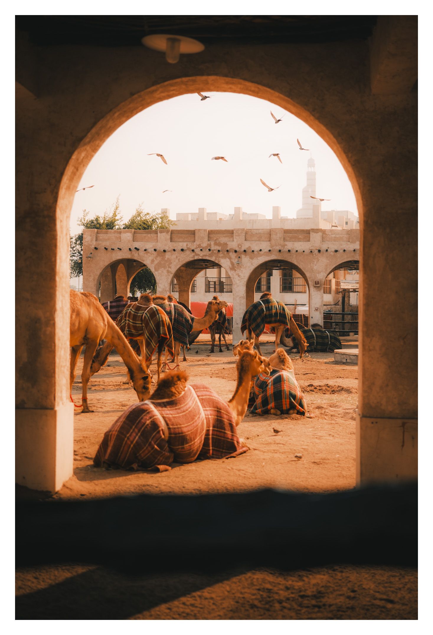 Camels resting in the shade of arched doorways at a desert marketplace during sunset.