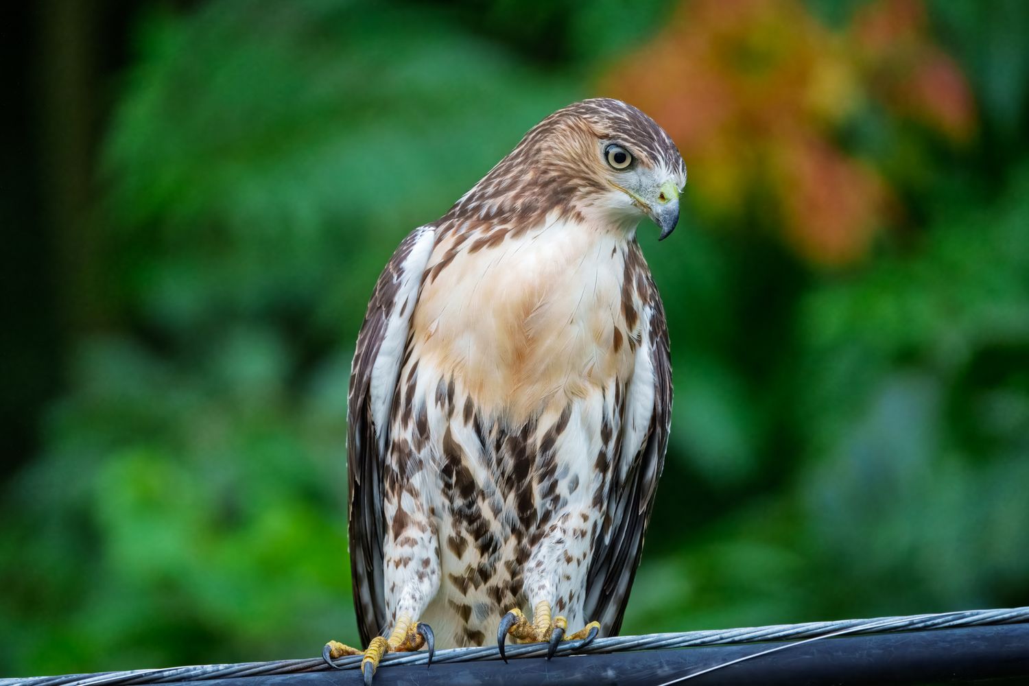 Multiple portrait views of a hawk showing its sharp beak and intense gaze against blurred green background.